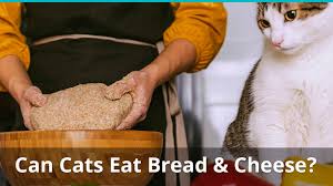 Minor abrasions will usually heal on their own. Can Cats Eat Cheese Or Bread Is It Safe Or Bad For Them