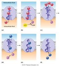 Natrium Kaliumpomp Sodium Potassiumpump The Sodium Potassium Pump During Each Cycle Of The Pump Teaching Biology Sodium Potassium Pump High School Science