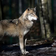 Michael und im globe theater. Europawahl 2019 Winfried Kretschmann Spricht In Schwabisch Hall Sudwest Presse Online