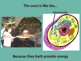 Check spelling or type a new query. Powerpoint Comparison Of An Animal Cell To Pizza Hut By Maths360