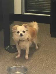 Chibo terriers often retain the long ears of their chihuahua parent, but tend to favor their boston terrier parent in the personality department. Lost Dog Chihuahua From Hinckley Le10 Warwickshire
