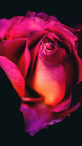 The images used in this application are available by using image search api , and the distribution of these images does not violate any rights, if any images is a sole property. Rose Wallpaper For Iphone 11