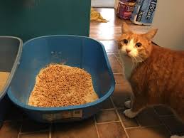 Pine Pellet Cat Litter Pros And Cons Is It Really Worth Using Happy Cat Corner Pine Cat Litter Best Cat Litter Cat Litter
