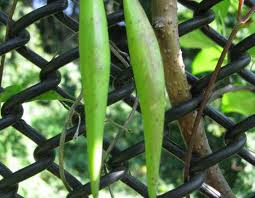 Image result for Cynanchum obtusifolium