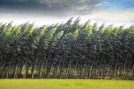 | meaning, pronunciation, translations and examples. 7 Names For Different Kinds Of Wind Merriam Webster
