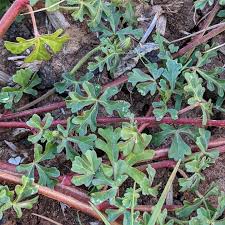 Image result for Hibiscus tridactylites