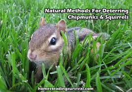 Natural Methods For Deterring Chipmunks Squirrels Chipmunks Squirrel Chipmunk Repellent