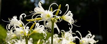 Image result for Ismene narcissiflora
