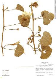 Image result for Ipomoea asarifolia