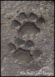 Pin On Mammal Tracks