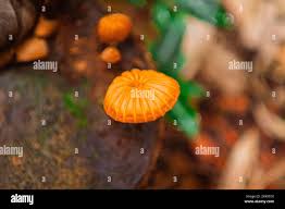Image result for Marasmius siccus