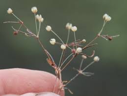 Image result for Hypertelis cerviana