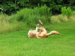 Maybe you would like to learn more about one of these? Miracle German Shepherd Dog Rescue Of Maine Posts Facebook