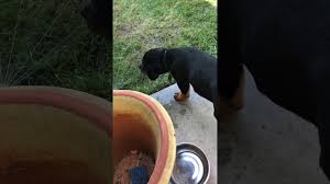 Most of the owners who advertise the puppies on craigslist are not licensed breeders. Rottweiler Puppies For Sale In California Craigslist 07 2021