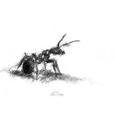 Original Wood Ant Sketch Seanbriggs Ant Art Wood Ants Ants