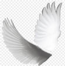 Transparent Angel Wings Tumblr Psd Detail Dove Wings Png Image With Transparent Background Toppng Four angels (raf, uri, sweet and miki) and four devils (sulfus, cabiria, kabale and gas) are sent to earth, in an unused area of the golden school, where they learn everything they need to become guardian angels and guardian. transparent angel wings tumblr psd