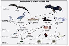 A food chain shows only the organisms that contribute to the diet of the top consumer. What Is A Food Web Definition Types And Examples