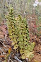 Image result for Cheilanthes angustifrondosa