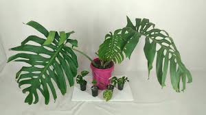 Split leaf philodendron, swiss cheese plant, or windowleaf (monstera deliciosa) is a tropical plant native to rainforests of central america. Rare 3ft Leaf Giant Brazilian Form Aff Fruit Monstera Deliciosa Plant For Sale Sierrana Alternative Youtube