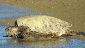 Maybe you would like to learn more about one of these? Tortugas Preciosas De Osa Programa De Conservacion By Idehs Ong Costa Rica