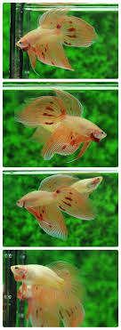 Siamese Fighting Fish Yellow Marble Veil Tail Betta Splendens Betta Betta Fish Betta Fish Care