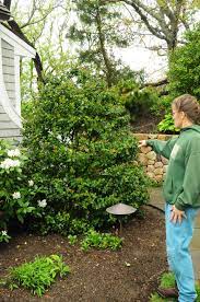 Let's start by raising the height of your hardscape fence with a hedge of your favorite large shrub. Gardenatoz Hard Cuts For Overgrown Holly Garden A To Z