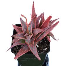 Image result for Aloe carnea