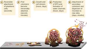 Pin On Microbiology