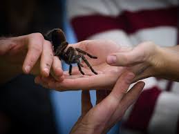 I have a hard time getting long living entelegynae to hit the 3 year mark. Bring Home The Tarantulas As Research Halts Scientists Face Difficult Decisions Coronavirus Updates Npr