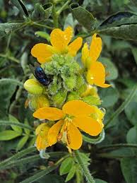 Image result for Senna hirsuta