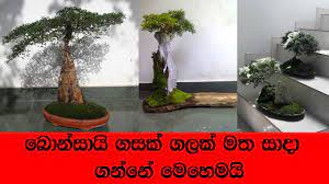 Bonsai Sri Lanka How To Create Root Over Rock Youtube