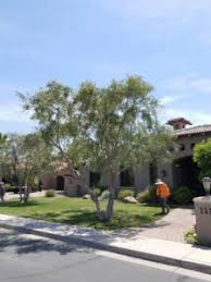 / east cactus road, 2325, phoenix, united states. Quality Tree Service Gilbert East Valley All About Trees