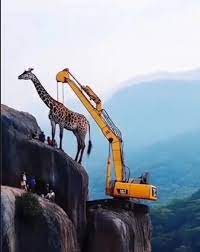 They even had to design a crane that looked like a Giraffe to save the AI giraffe