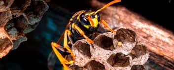 It spawns every 10 minutes with a 20% chance. How To Get Rid Of Wasp Nest Take Care Termite Pest Control Services