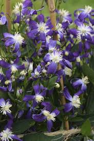 Image result for Clematis villosa