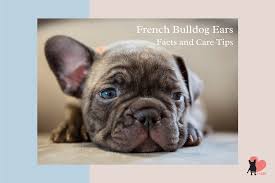 They are also born with floppy ears. French Bulldog Ears Facts Problems Tapping And Cleaning Cuddla