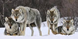 The trail is primarily used for hiking, walking, nature trips, and bird watching and is best used from april until september. The Strength Of The Pack Is The Wolf The Strength Of The Wolf Is The Pack Footballscoop