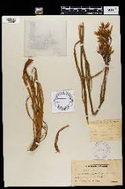 Image result for Chironia laxiflora