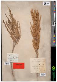 Image result for Salicornia pachystachya