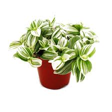 Image result for Tradescantia zebrina