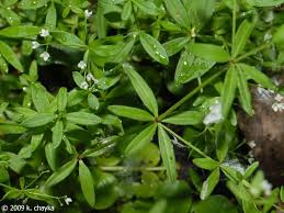 Image result for Galium stenophyllum