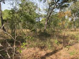 Image result for Brachystegia manga