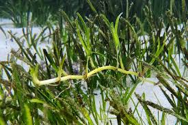 Image result for Cymodocea rotundata