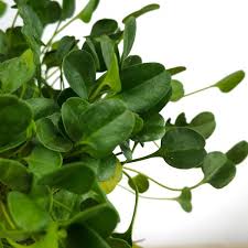 Image result for Falkia