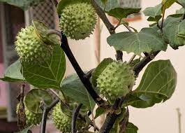 Daun kecubung telah dikenal oleh banyak orang, namun fungsinya masih seringkali dirasa buruk. Kecubung Tanaman Memabukkan Yang Tumbuh Liar Kumparan Com