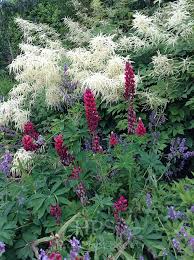 Image result for Baphia massaiensis