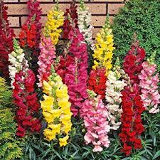 The flowering plants that are appealing to the sense of children likely be their favorites to grow. Fast Growing Flowers For Classroom Make Kids Love Gardening
