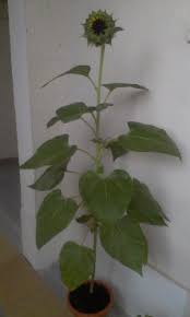 Dalam penanaman komersial, benih ditanam dengan jarak 45 cm dan kedalaman 2,5 cm (0,98 in). Menanam Bunga Matahari Dalam Pot Kenapa Tidak Kompasiana Com