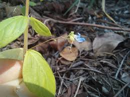 Image result for Coleus rhodesianum