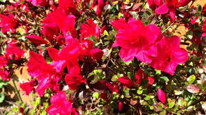 Flowers Lover Azalea Flower Youtube